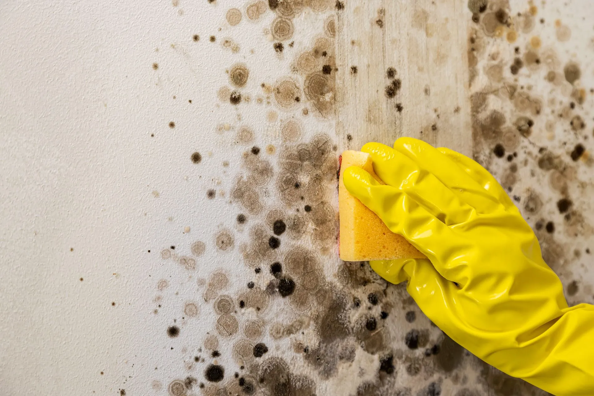 Mold Removal vs Mold Remediation